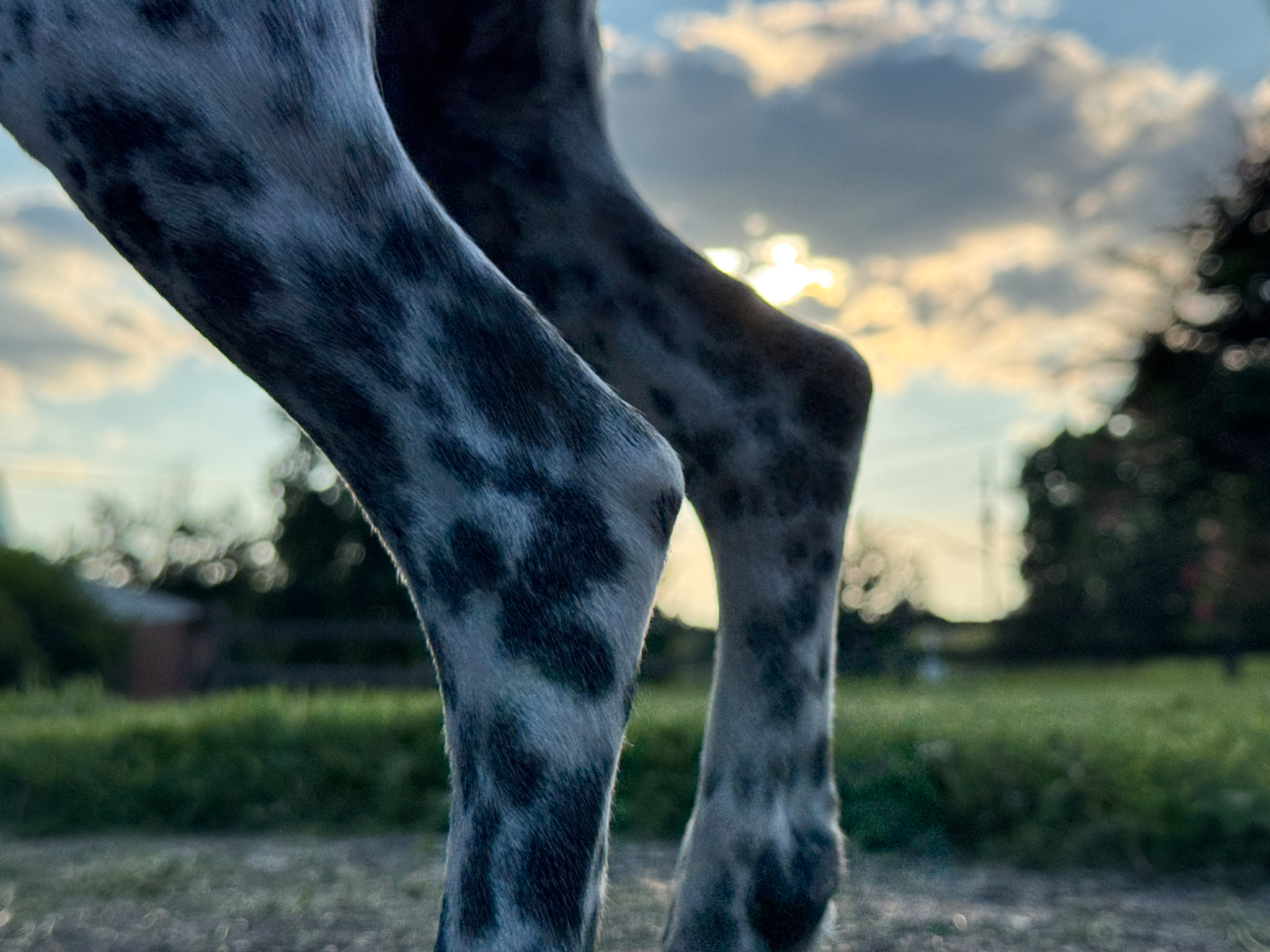 a black and white spotted dog walks through the foreground of a low-angle photo of a freshly mown lawn